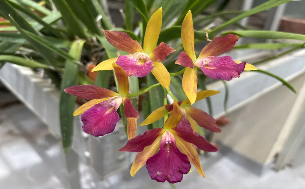 Striking pink and yellow orange flowers of Stellamizutaara Kelly 'Lea' 