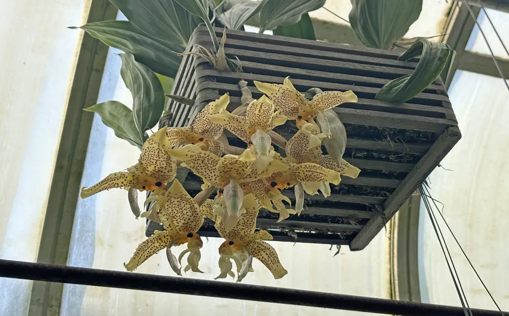 The flowers of Stanhopea Ronsard coming from the bottom of the pot