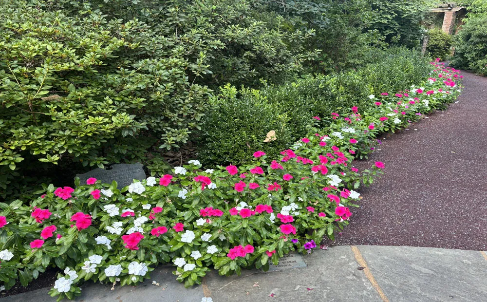 Vinca 'Valiant Punch' and 'Valiant White' performing admirably along Friendship Walk