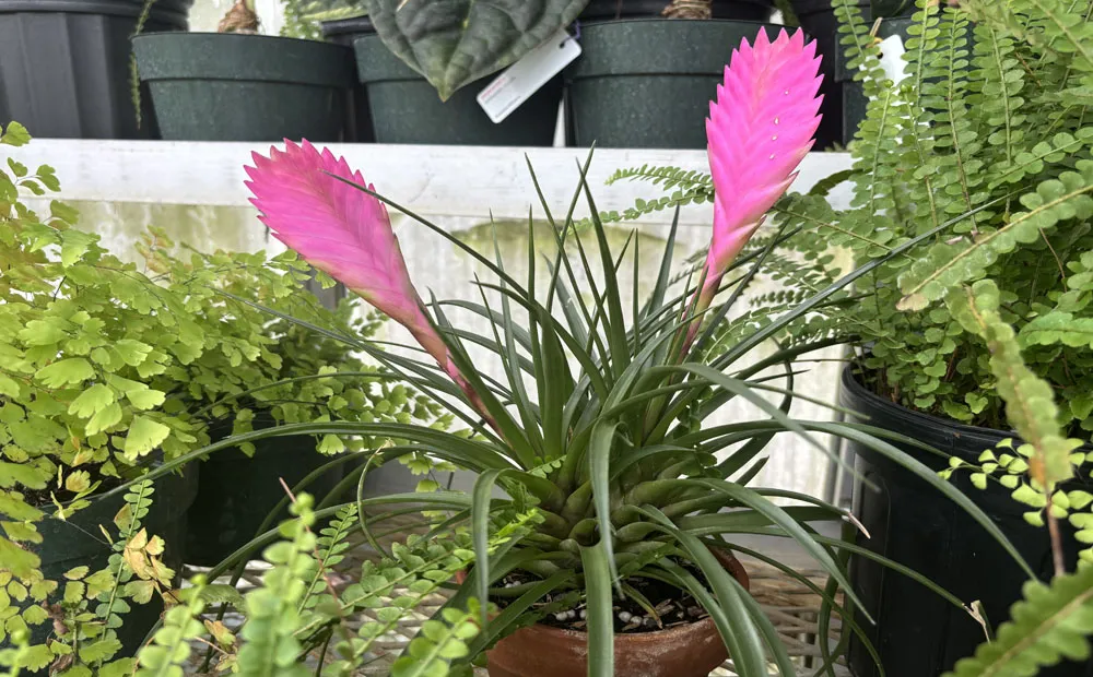 Large pink bracts on Wallisia cyanea