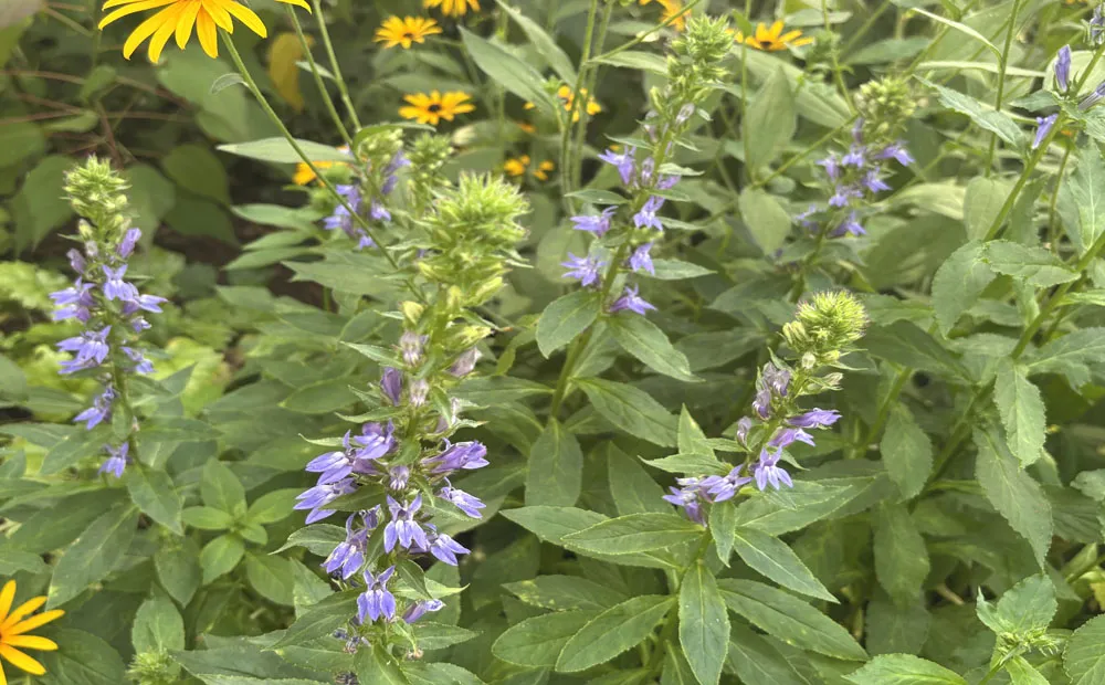 Lovely blue flowers of Lobelia siphilitica