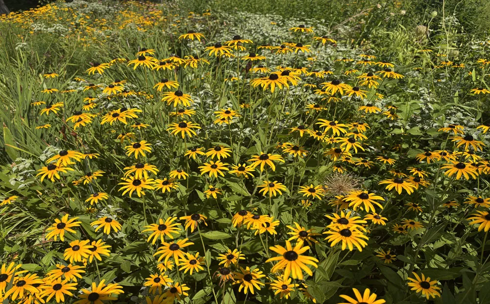 A sea of Rudbeckia hirta at the cutting garden