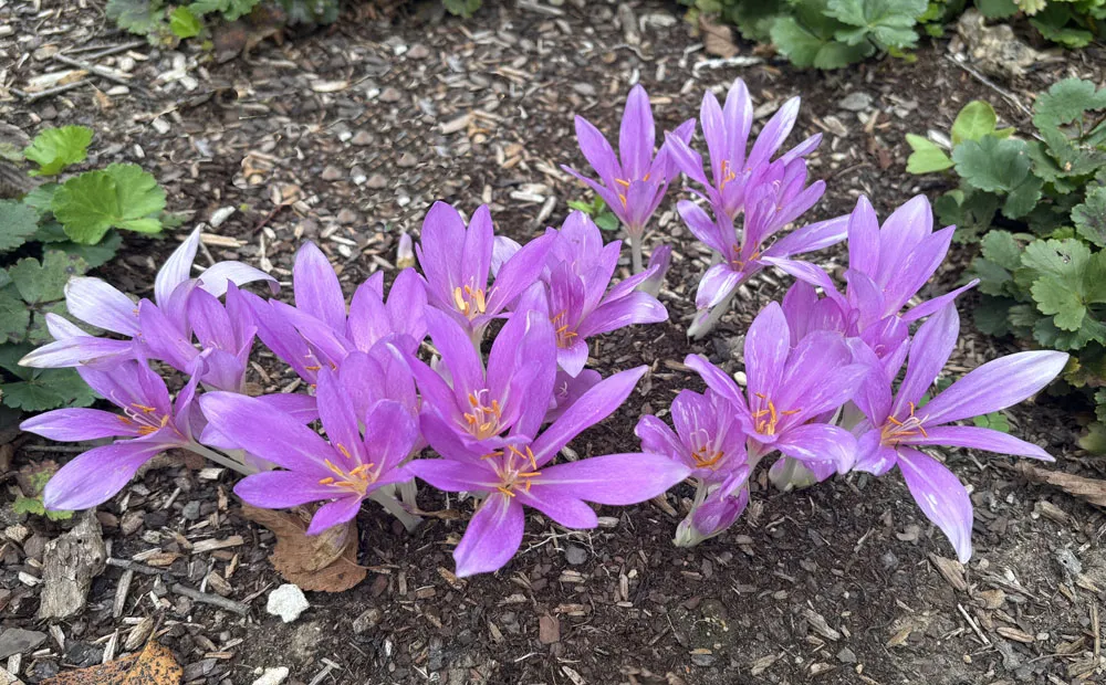 The colchicum are in bloom!