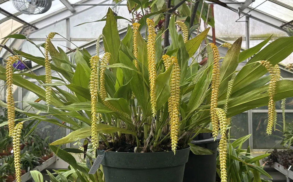 The pendulous flowers of Dendrochilum magnum