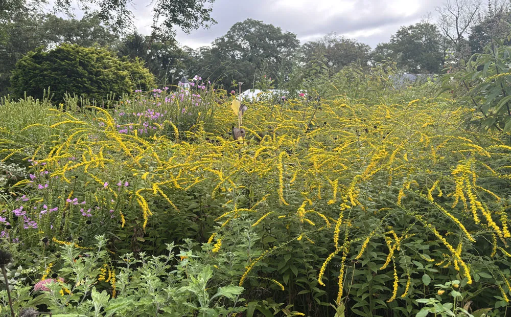 Solidago rugosa 'Fireworks' in the cutting garden