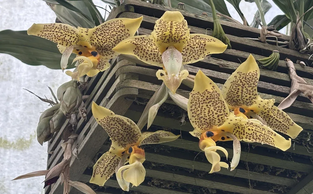 The flowers of Stanhopea Ronsard coming from the bottom of the pot