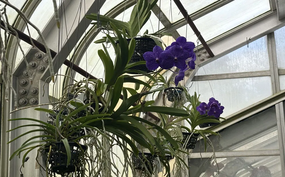 Vanda Pachara Delight 'Pachara' are among the vanda orchids in bloom.