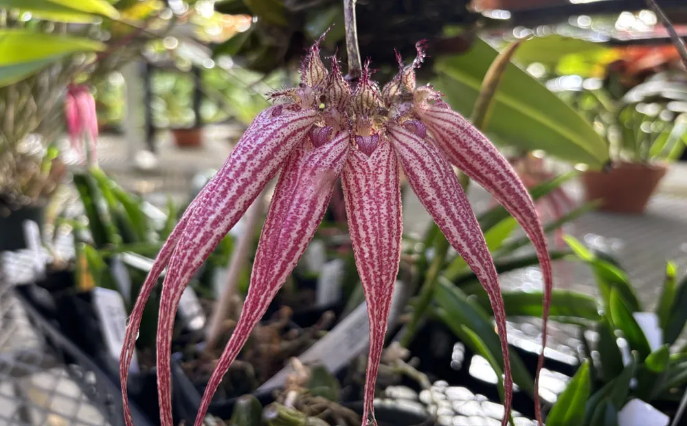 Unique flowers of Bulbophyllum Elizabeth Ann ‘Buckleberry’ 