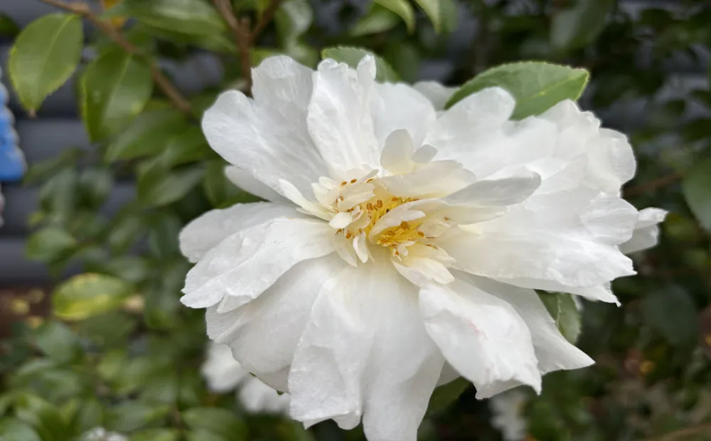 Beautiful blooms of Camellia 'Winter's Snowman'
