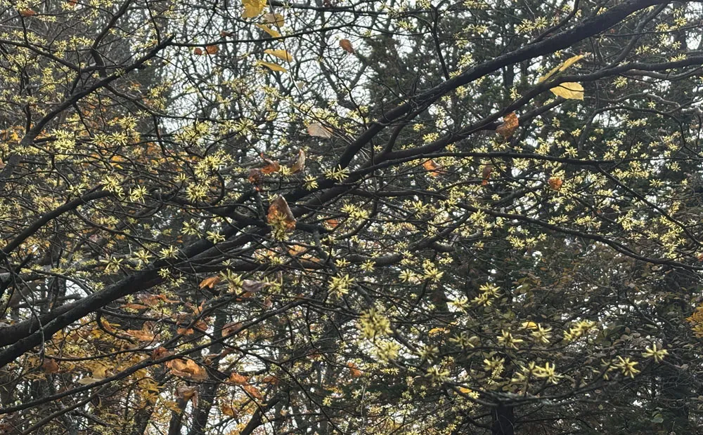 Hamamelis virginiana lighting up the Four Seasons Overlook