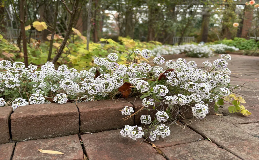 Lobularia ‘White Stream’ still blooming in the rose garden