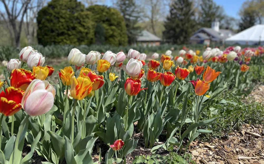 Tulips in the cutting garden