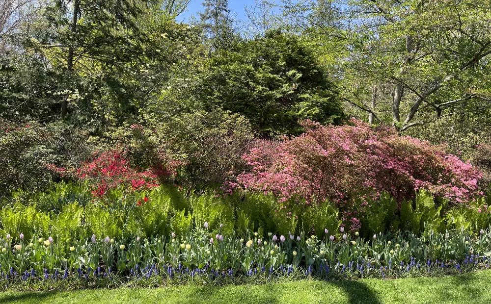 Azaleas and tulips along the Lunar Lawn