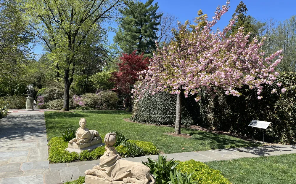 Pink flowering tree outside the French parterre