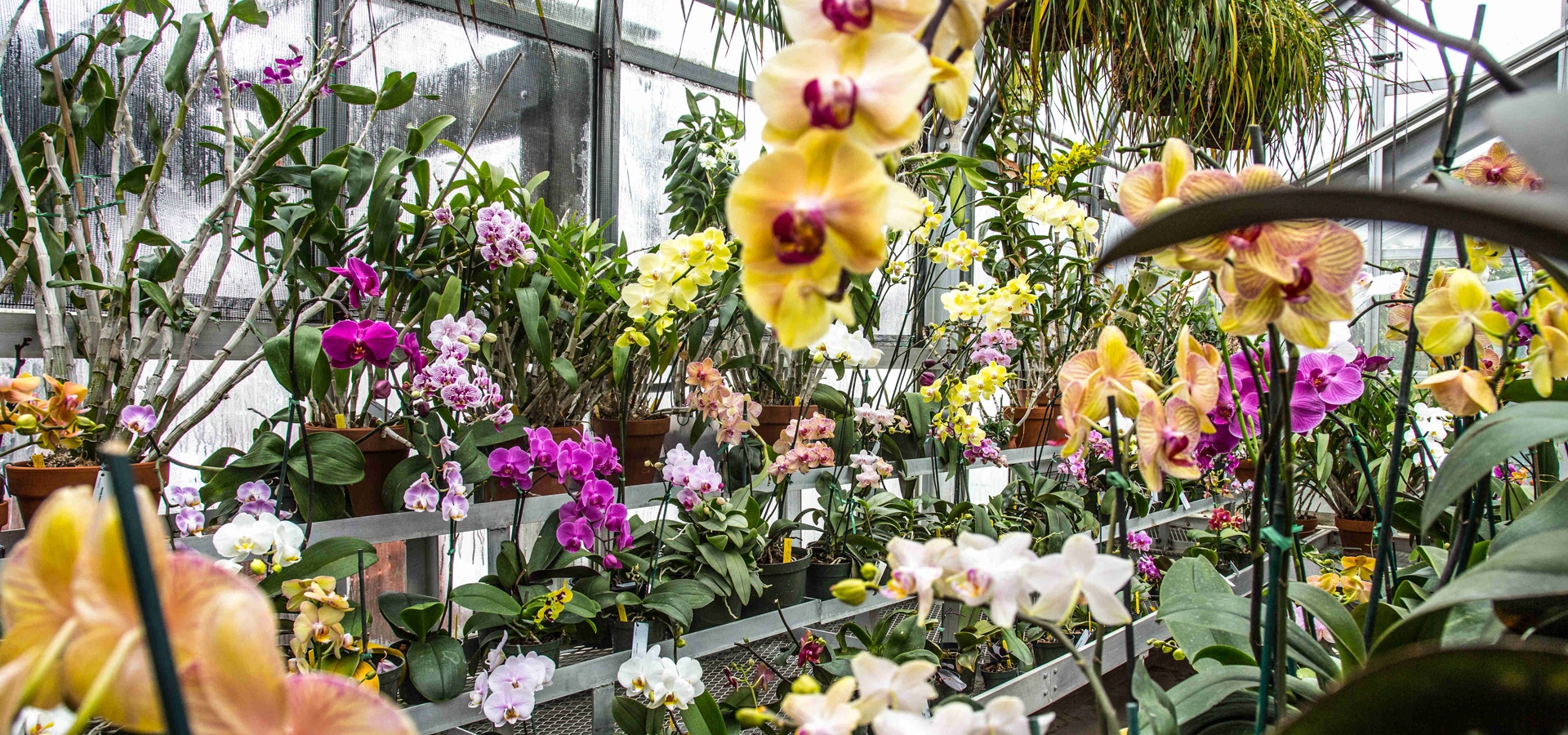 Orchids in the greenhouse